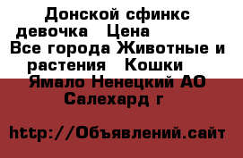 Донской сфинкс девочка › Цена ­ 15 000 - Все города Животные и растения » Кошки   . Ямало-Ненецкий АО,Салехард г.